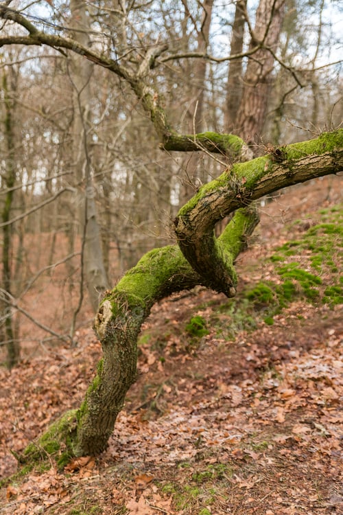 Preview: curved single tree with moss in the forest