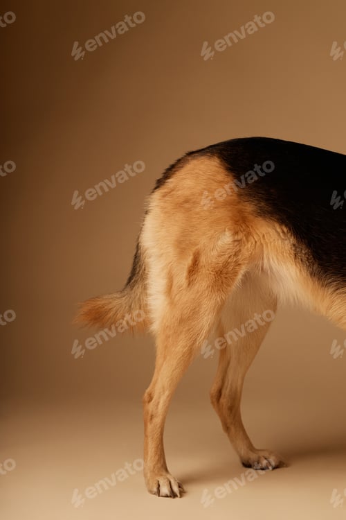 Preview: Standing Mixed-Breed Dog on Light Brown Background