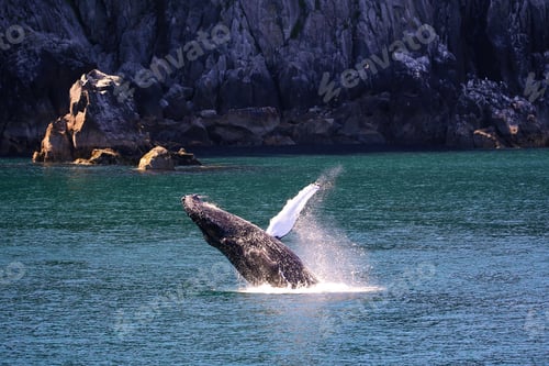 Preview: A breaching humpback whale in Resurrection Bay near Seward, Alaska