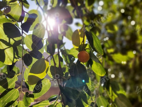 Preview: Ripe apple hangs from a lush green tree, illuminated by a stream of warm sunlight