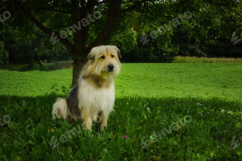 Preview: Shepherd dog