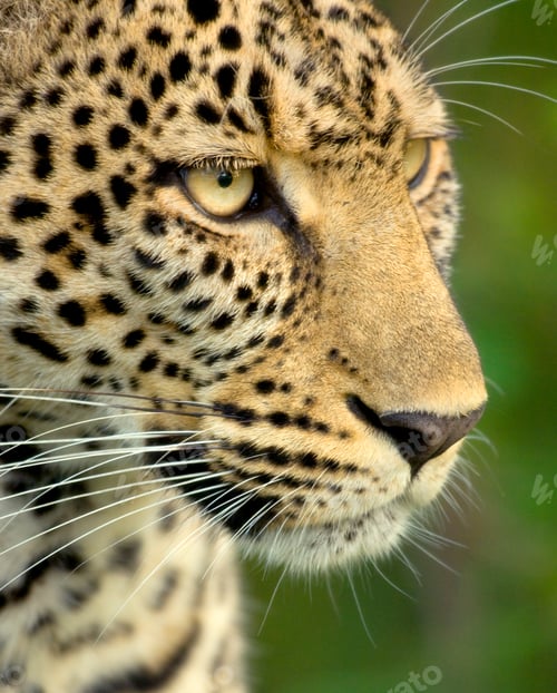 Preview: Leopard in the serengeti national reserve