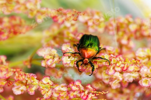 Preview: Metallic beetle on wild pink flower close-up macro