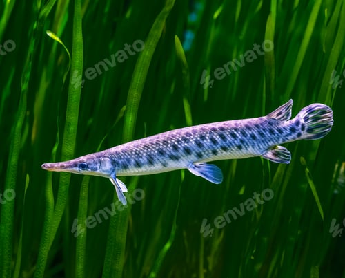 Preview: Closeup of a sturgeon fish