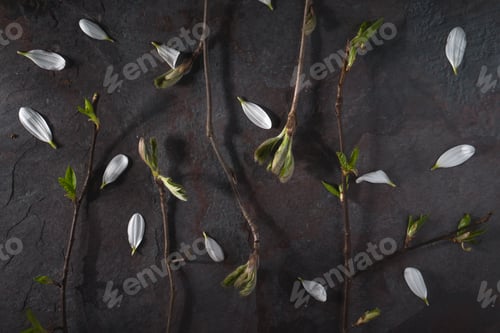 Preview: Brunches with buds and white flower petals