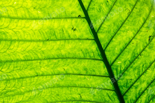 Preview: Veins and Abstract Green Leaf