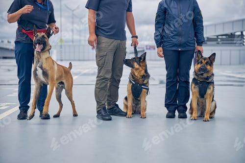Preview: Officers with police dogs standing in airfield