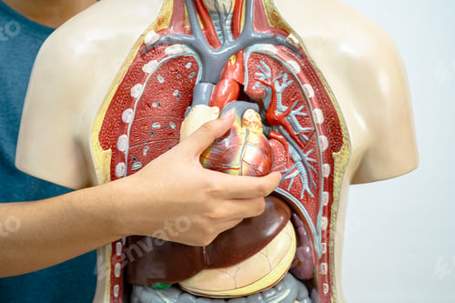 Preview: Student teenage learning anatomy biology with human body model in classroom at high school.