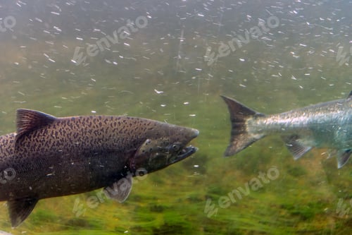 Preview: Salmon swimming under water