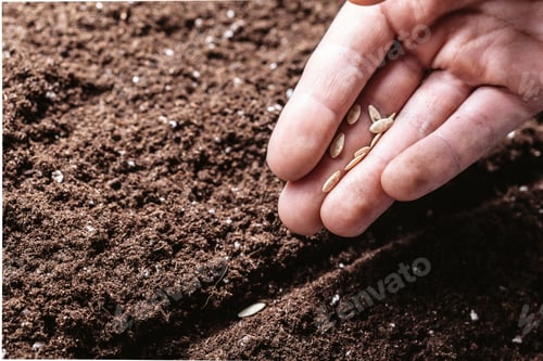 Preview: Closeup of a males hand planting seeds
