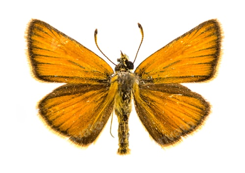 Preview: Essex skipper butterfly