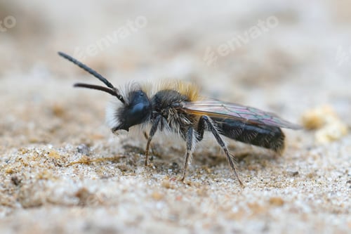 Preview: Closeup shot of a male small sallow mining bee on the sandy soil, Andrena praecox