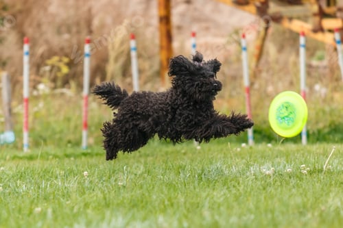 Preview: Dog catching flying disk in jump, pet playing outdoors in a park. sporting event, achievement in spo
