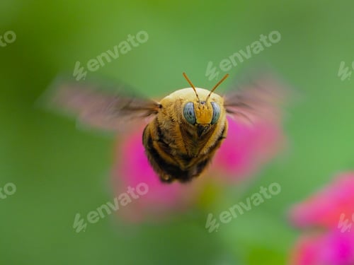 Preview: carpenter bee