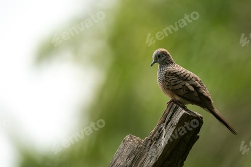Preview: funny Birds playing a water splash in nature summer, wildlife animal scene in motion