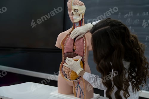 Preview: a biology teacher explains to students anatomy and organs theme in microbiology
