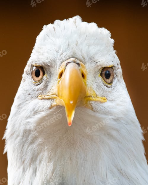 Preview: American Bald Eagle