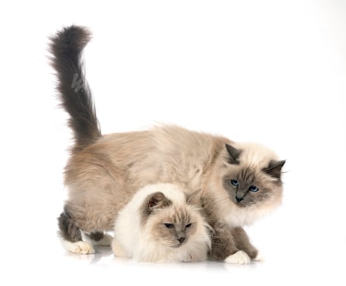 Preview: birman cats in studio