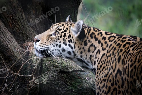 Preview: beautiful jaguar (Panthera onca) in the jungle