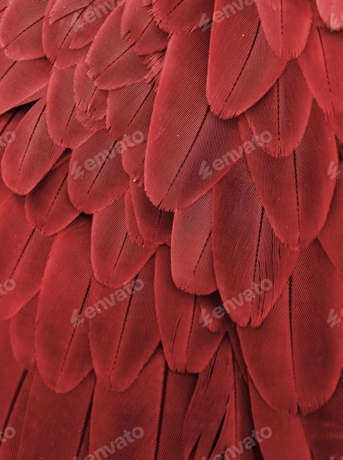 Preview: bird, parrot, Scarlet, Macaw