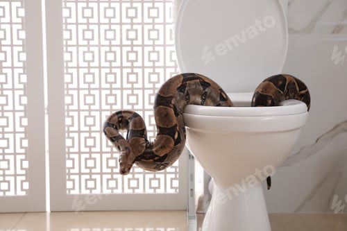 Preview: Brown boa constrictor on toilet bowl in bathroom