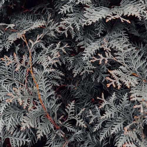 Preview: Abstract grey thuja texture. Nature background. Top view.
