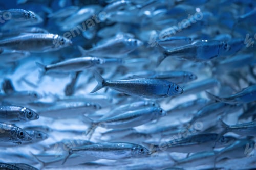 Preview: European sprat (Sprattus sprattus).