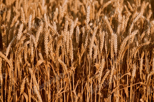 Preview: DSC_4689. Wheat on the field.