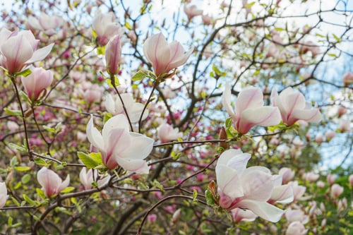 Preview: Magnolia tree branch blossom in springtime garden.