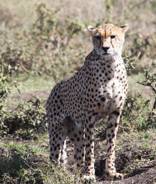 Preview: A Best wildlife vacations in Pictures