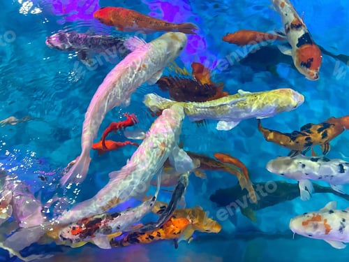 Preview: Natural background Made by blue water and koi fishes