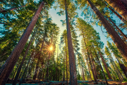 Preview: Sunrise In The Sequoia Forest A The Mariposa Grove Of Giant Sequoias In Yosemite National Park