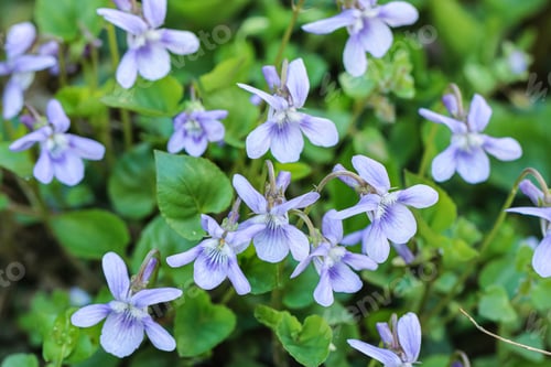 Preview: Purple flowers
