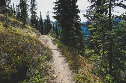 Preview: View of the Pacific Crest Trail (PCT) along remote alpine meadow, autumn