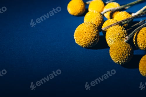 Preview: Craspedia globosa dry flowers