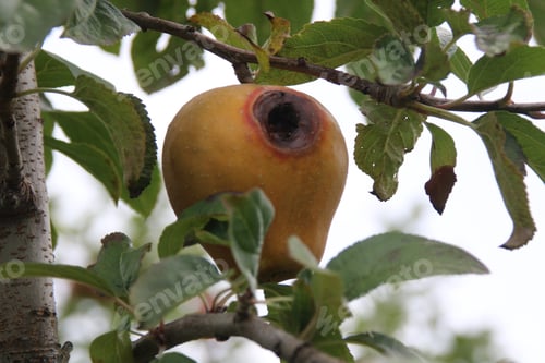 Preview: Closeup of a rotten apple on a tree in the daylight with a blurry background