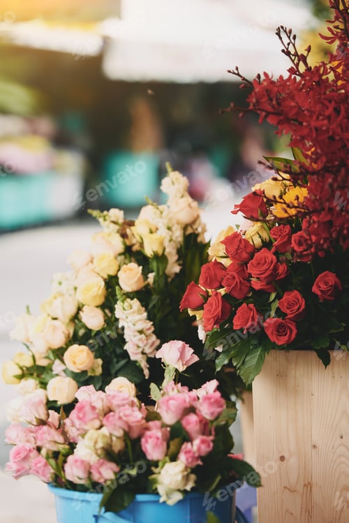 Preview: Beautiful roses