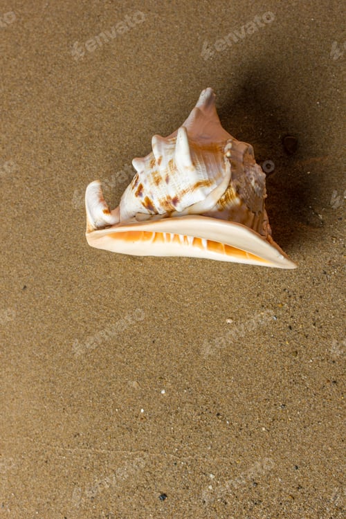 Preview: Seashell on the beach