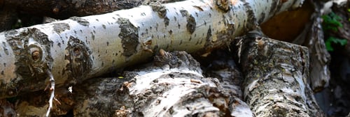 Preview: Closeup of firewood from old poplar with rough white bark. Felling of trees