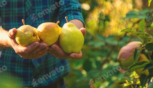 Preview: Pear harvest in the garden. Selective focus.