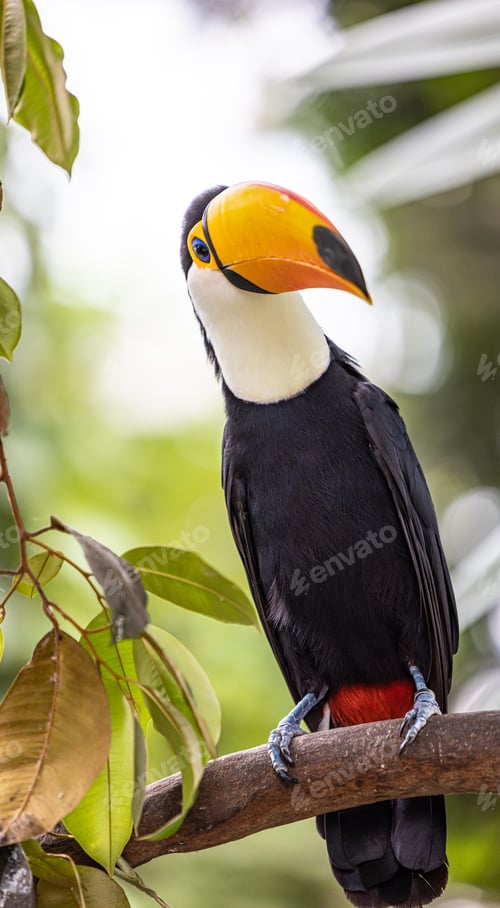 Preview: Toucan perched on a branch outdoors