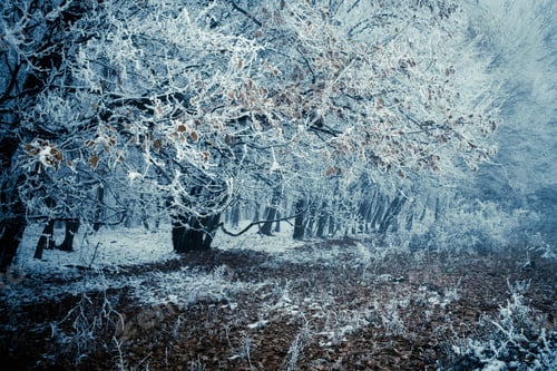 Preview: frost covered trees in winter