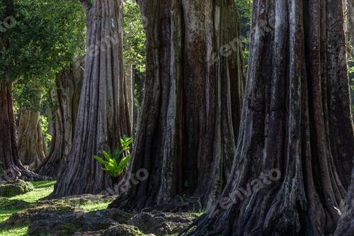 Preview: Giant green tree forest trunk with green fresh leaves, Giant tree forest calming summer warm day.