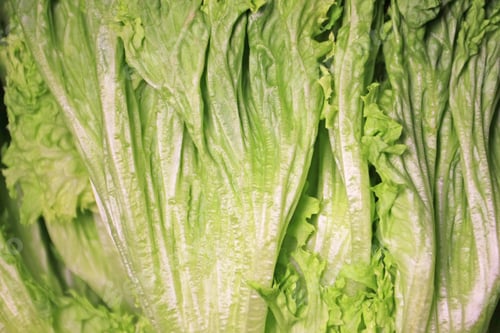 Preview: Closeup On Abstract Green Leaf