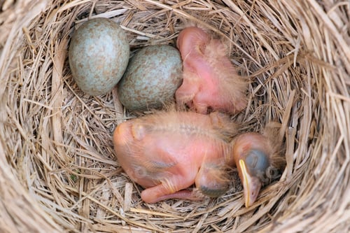 Preview: Portrait of two tiny little hatched chicks sleeping in the nest next to whole eggs. Turdus pilaris.