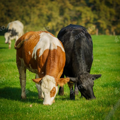 Preview: Herd of cows at summer green field. Cows On On Farmland