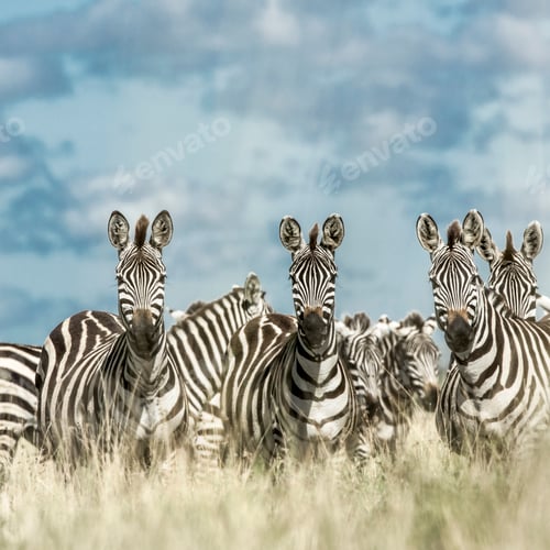 Preview: Herd of zebra in the wild savannah, Serengeti, Africa
