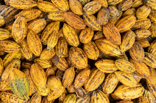 Preview: Cocoa beans and cocoa pod on a wooden surface.