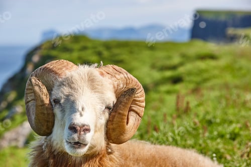 Preview: Head sheep lamb grazing under blue sky Faroe islands