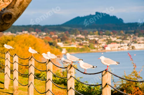 Preview: Seagulls at the Lake Front Reserve at Lake Taupo, Waikato Region, North Island, New Zealand